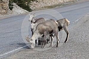 Closeup of mountain sheep licking salt on a the highway