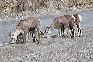 Closeup of mountain sheep licking salt on a the highway