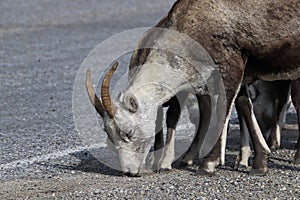 Closeup of mountain sheep licking salt on a the highway