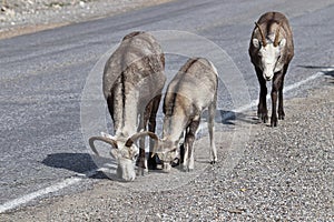 Closeup of mountain sheep licking salt on a the highway