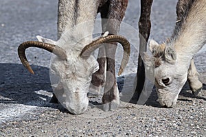 Closeup of mountain sheep licking salt on a the highway