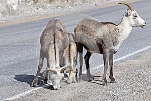 Closeup of mountain sheep licking salt on a the highway