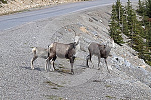 Closeup of mountain sheep walking close to a road