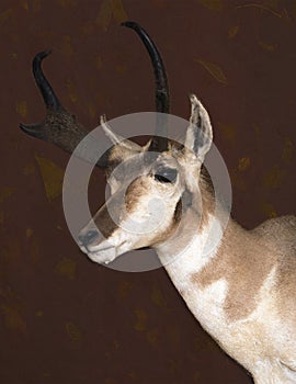 Closeup of a mounted Antelope head