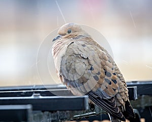 Closeup of a Mourning dove perched on a metallic
lattice on a rainy day