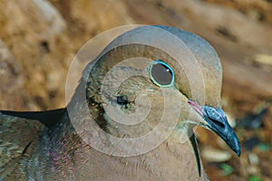 Closeup of mourning dove (Zenaida macroura) with blue eyelid and a black beak