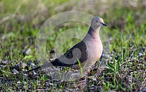 Closeup of the mourning dove, Zenaida macroura standing on the ground. Shallow focus.