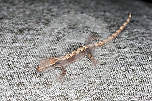 Closeup of a Mourning Gecko
