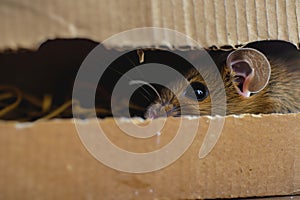 closeup of mouse head emerging from shoebox hole indoors