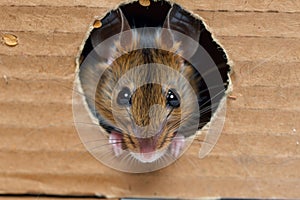 closeup of mouse head emerging from shoebox hole indoors