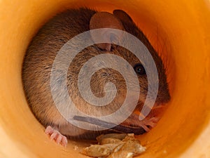 Closeup mouse hides inside a hole