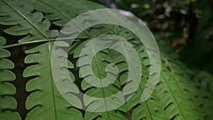 Closeup and moving slowly over lush foliage fern near the cascade under sunlight in tropical rainforest.