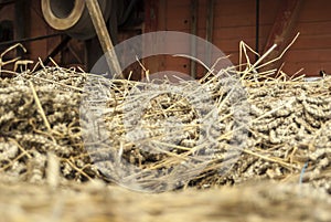 Closeup of mown wheat on a cart in front of historical thresher