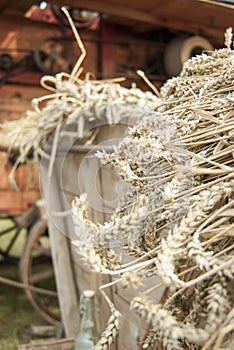 Closeup of mown wheat on a cart in front of historical thresher