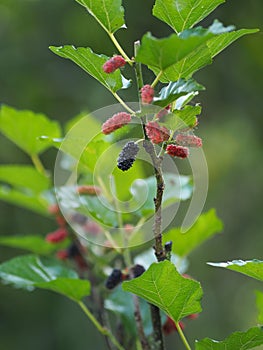 The mulberry fruit is a multiple fruit