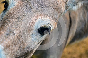 Closeup of a mule, offspring of a male donkey and female horse used for carrying loads