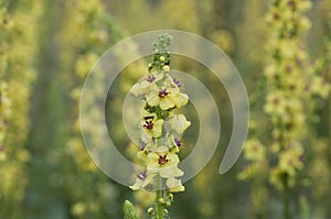 A closeup of Mullein flower on blurred mullein meadow background