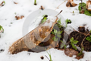 Closeup of multicolor leaves sprinkled with snow and brightly lit by the sun