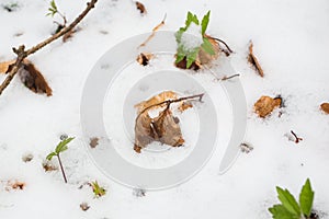 Closeup of multicolor leaves sprinkled with snow and brightly lit by the sun