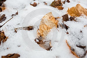 Closeup of multicolor leaves sprinkled with snow and brightly lit by the sun