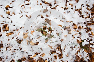 Closeup of multicolor leaves sprinkled with snow and brightly lit by the sun