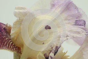 Closeup of multicolored iris germanica in lilac, yellow in white background