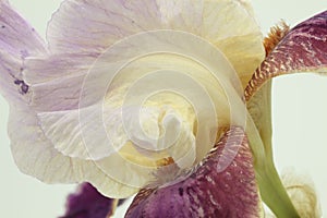 Closeup of multicolored iris germanica in lilac, yellow in white background