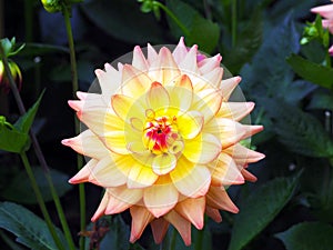 Closeup of a multicolored yellow, white and pink double blooming Dahlia