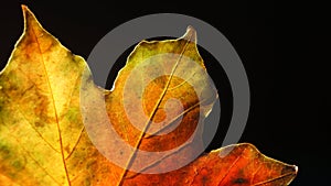 Closeup of a multicoloured Autumn Leaf against a Black Background