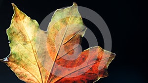 Closeup of a multicoloured Autumn Leaf against a Black Background