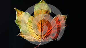 Closeup of a multicoloured Autumn Leaf against a Black Background