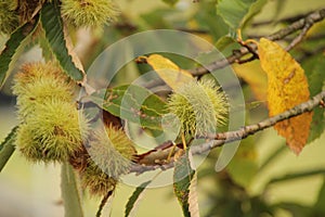 Closeup of multiple spikey-textured nuts hanging from a tree branch