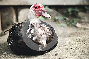 Closeup of a Muscovy Duck, Cairina moschata. Muscovy Duck drake. Duck farm