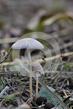 Closeup of mushroom