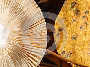 Closeup of mushroom cap membranes. Wild mushroom hat macro. Fungi texture