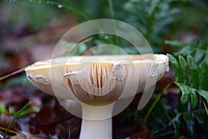 A closeup of a mushroom in the dunes. The landscape is very diverse.