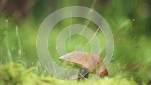 Closeup mushroom in forest with nature green background. Edible mushroom in wood