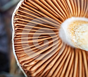 Closeup of mushroom gills. Detail of gills on upside down mushroom
