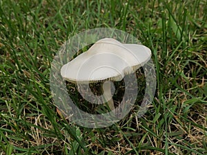 Closeup mushroom White Dapperling - Leucoagaricus Leucothites in grass