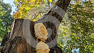Closeup mushrooms growing on a chestnut tree stem. Laetiporus sulphureus known as chicken of the woods