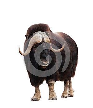 Closeup of musk-ox isolated on white background photo