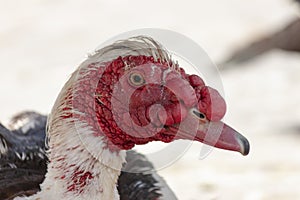 Closeup of a musky duck Cairina Moschata