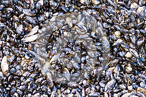 Closeup on Mussels Shellfish Attached to Rock by Sea Shore