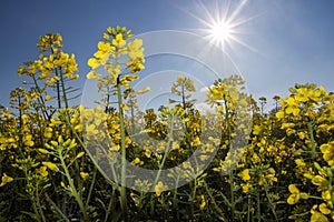 Closeup of mustard seed plant