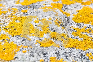 Closeup of mustard yellow lichen or moss for natural beauty