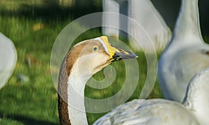 Closeup of a Mute Swan Bird head
