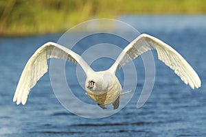 Closeup of a mute swan Cygnus olor in flight take-off