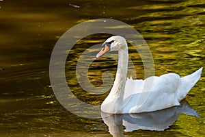 A closeup of a mute swan swimming in a pond