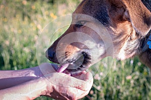 Closeup of the muzzle of a beautiful female dog drinking from the hands of her human friend outdoors. friendship with pets