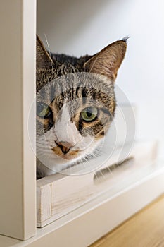 Closeup muzzle of cute funny cat sitting in cupboard shelf relaxing spending time at home